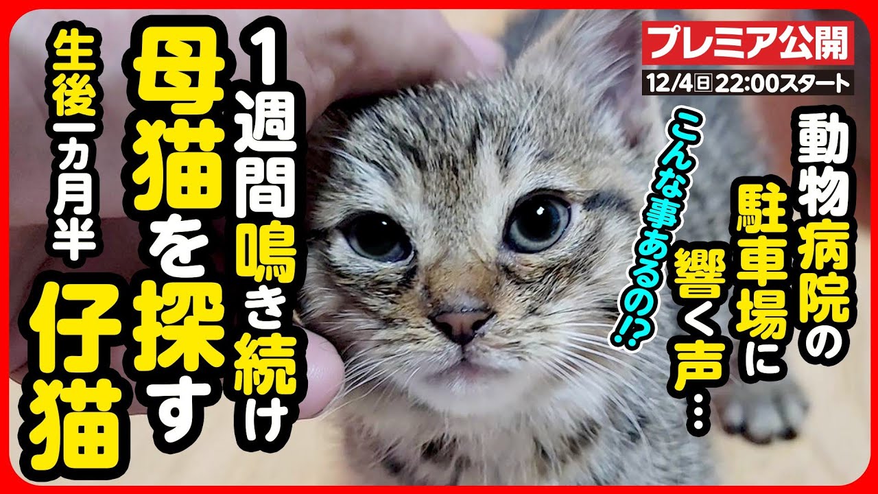 【子猫保護】動物病院に行ったら、なぜか子猫を保護することになりました...
