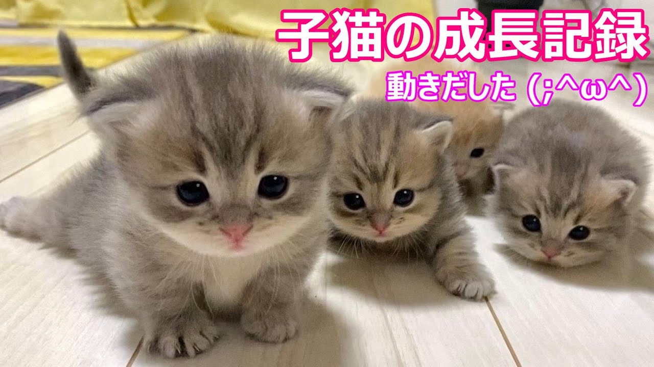 【子猫の成長記録♡マンチカン短足♡タマちゃんの子育て】∼タマの日常Vol.26∼猫の子育て動画♡猫専門ブリーダー『ペット蔵人』