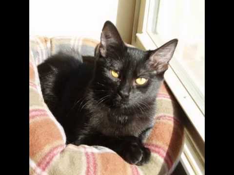 havana brown cat breeders