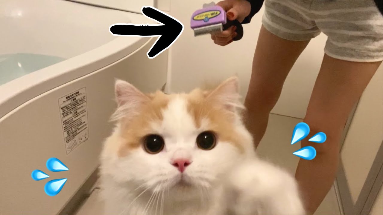 ファーミネーターで長毛猫の冬毛を脱ぎ捨てる！！【スコティッシュフォールド】