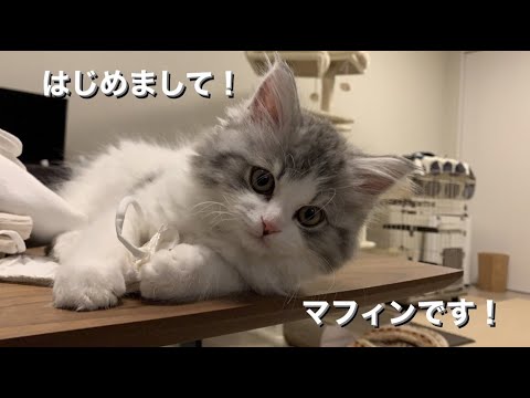ラガマフィンの子猫をお出迎えしました！自分の家に初めて猫ちゃんがきたらどうする？
