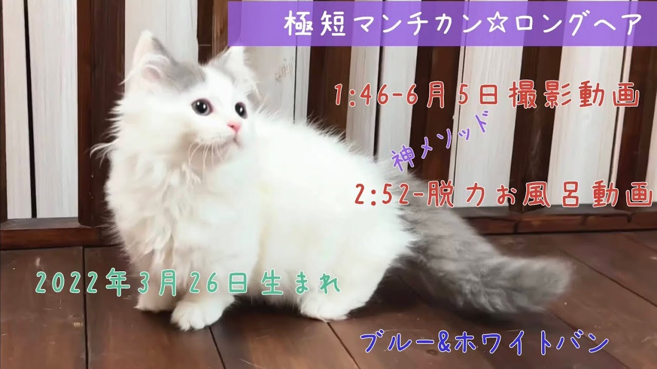 【ナナハチ’s ROOM】短足マンチカン☆ロングヘア　ブルータビー＆ホワイトバンの男の子　20220623