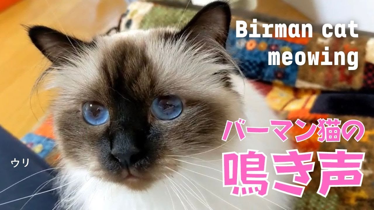 甘えたい気分のとき鳴く【バーマン猫の鳴き声】Birman cat meowing（バーマン猫）Birman/Cat