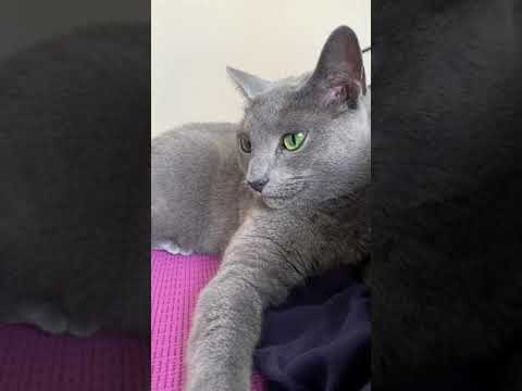 大人対応な猫。　長いけど＃Shorts