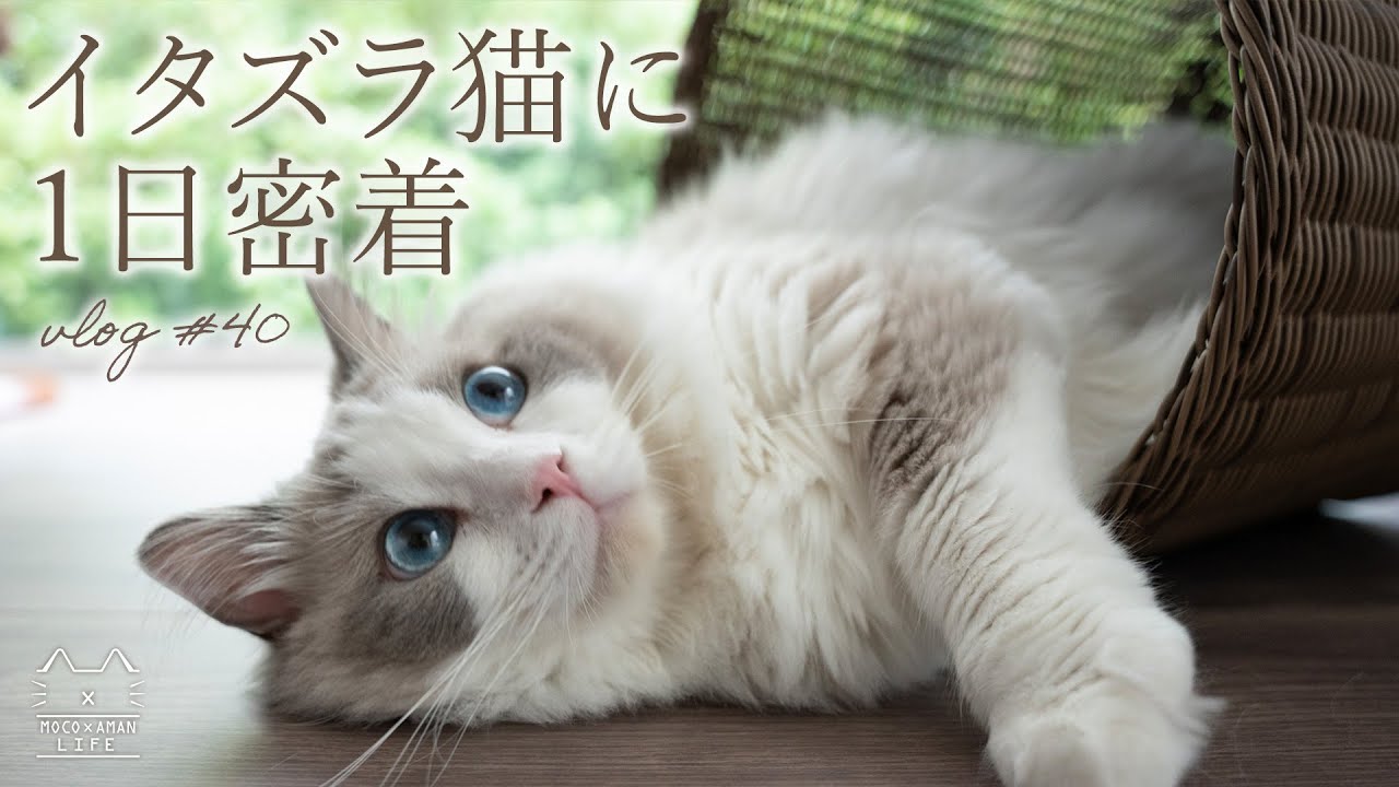 イタズラ猫ラグドール 1日の過ごし方に密着｜#40