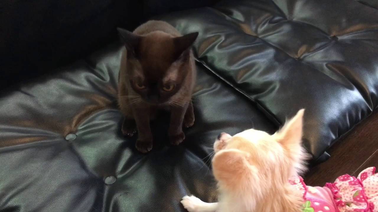 チワワの桃とバーミーズのチェリー20161018