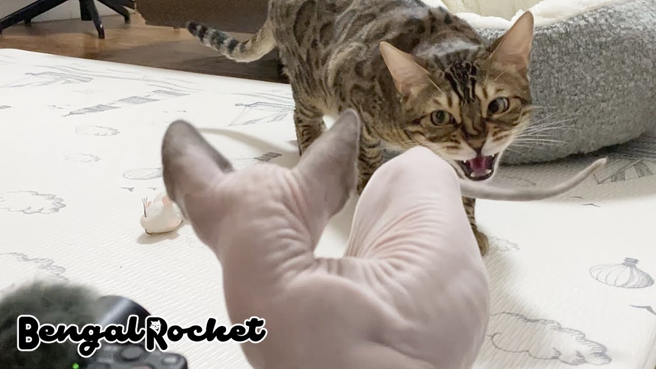 シャー‼︎新入り子猫にお怒りモードの先住猫【ベンガル/スフィンクス猫】