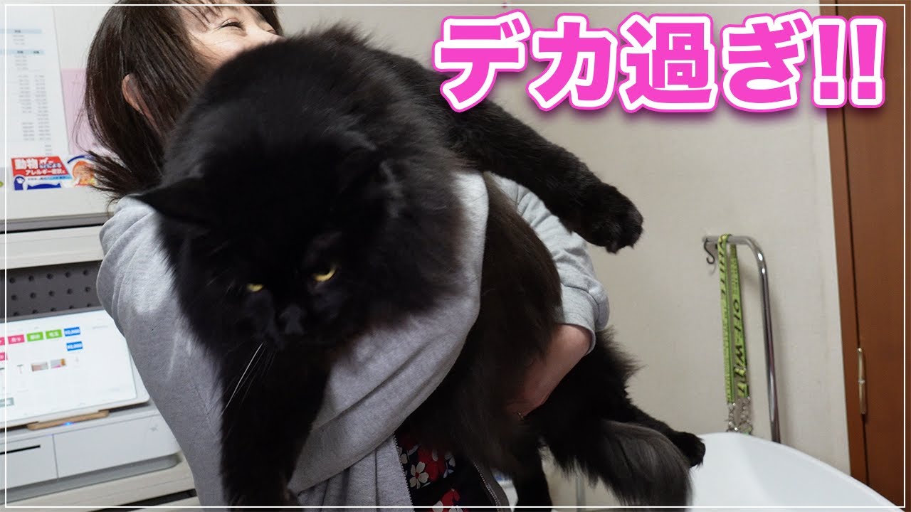 【アレックスくん】猫ちゃんがデカ過ぎて大変！普段のキャットグルーマー協会の様子を御覧ください【メインクーン】