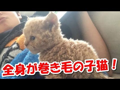 全身が巻き毛の子猫！セルカークレックスという新しい猫種とは？【驚愕】