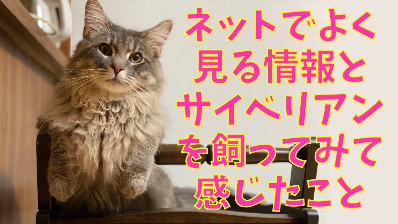 サイベリアンの性格・特徴！実際に飼ってみた感想【多頭飼い】