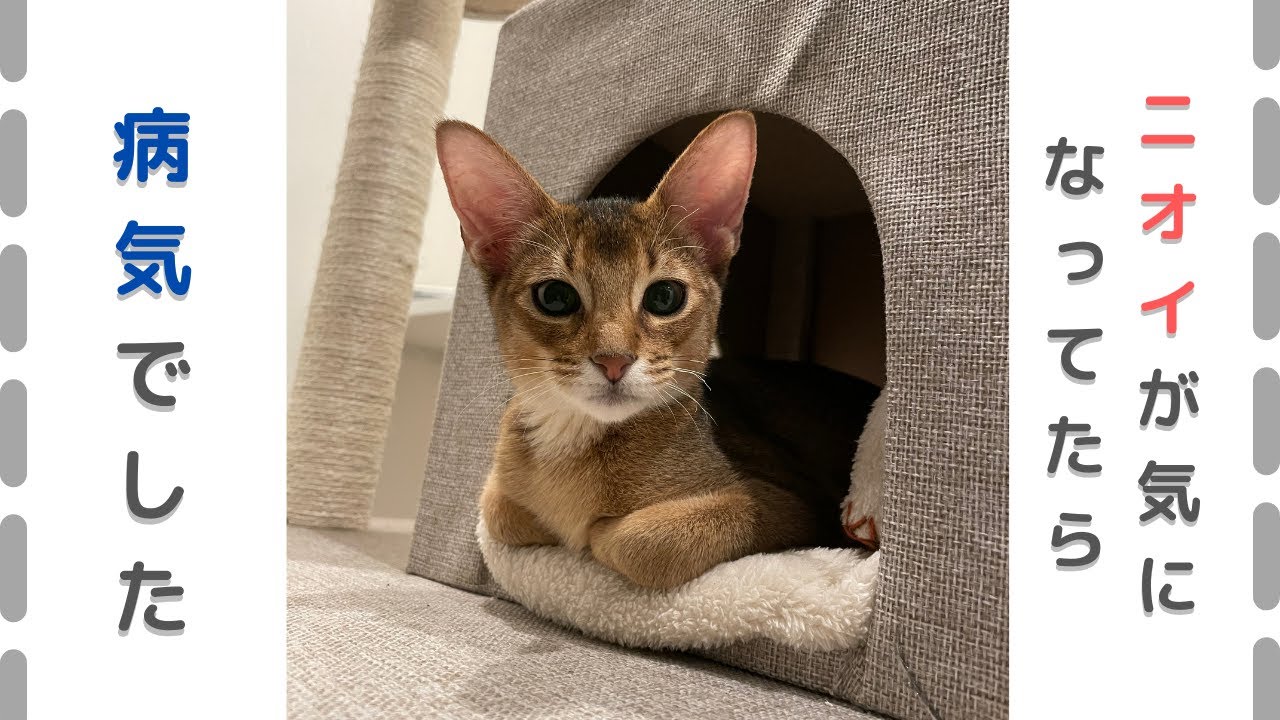クサイので病院に行ってみると... | アビシニアンの子猫アビー