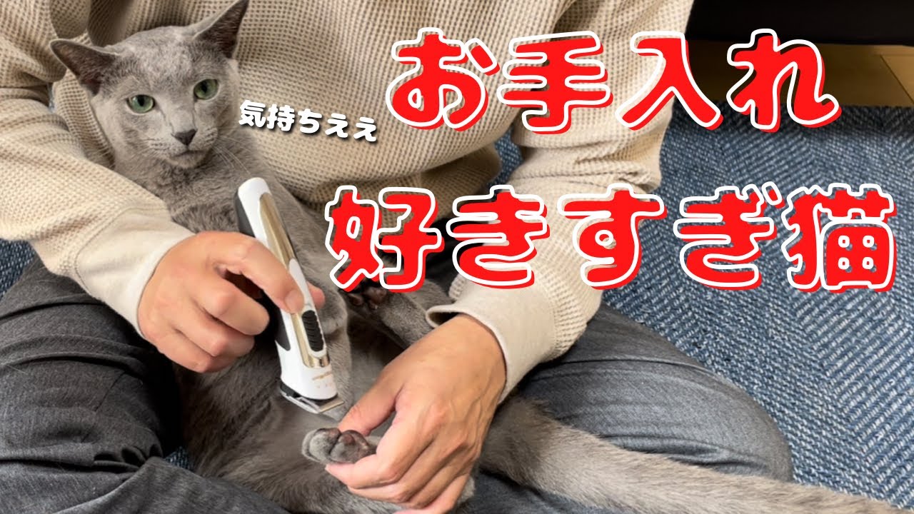 こんな猫いるんだwずっとご機嫌‼超キレイ好きなかわいい猫【ロシアンブルー】