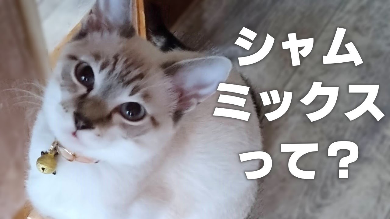 【解説】シャムミックス猫の魅力【特徴や性格】