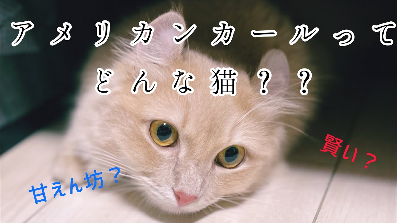 アメリカンカールってどんな猫？