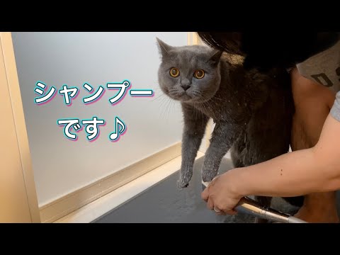 ブリティッシュショートヘアのシャンプーは簡単です♪