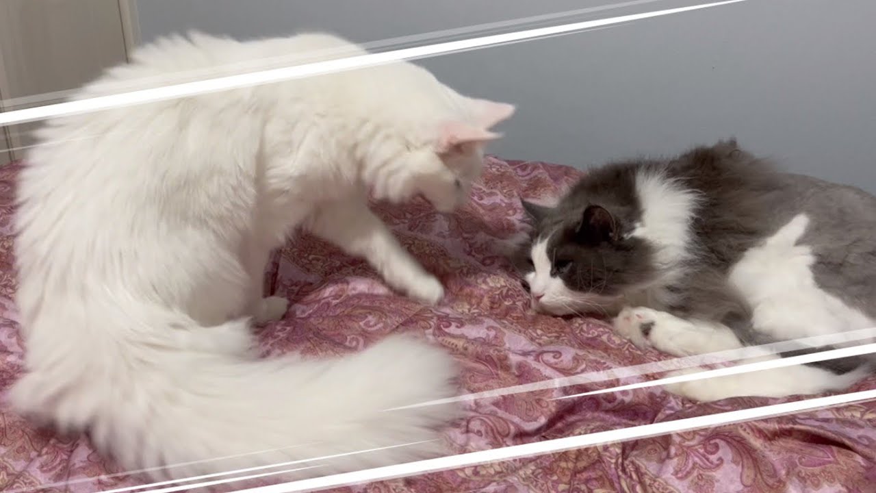 【最強‼︎】もふ猫史上最も強い猫wwwターキッシュアンゴラ