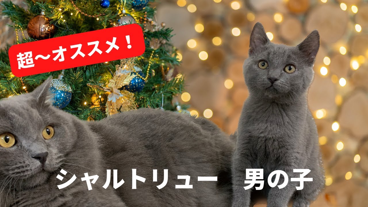【これがシャルトリューの子猫だ】よく出来た？こんなシャルっ子が理想的