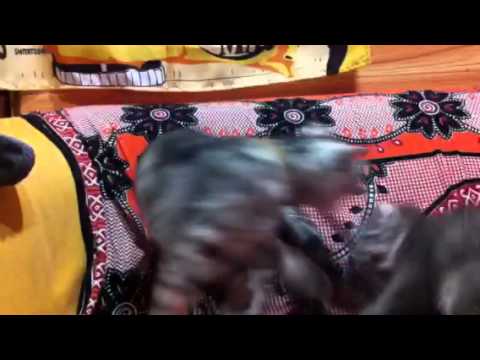 猫動画　アメリカンショートヘア vs アメリカンカール