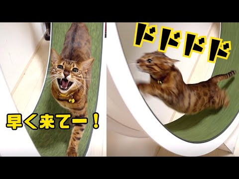 お顔ジャニーズ猫を怒らせたら虎化して暴走しました🐯