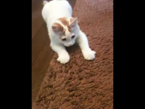 【ターキッシュバン】猫にもってこいの芸