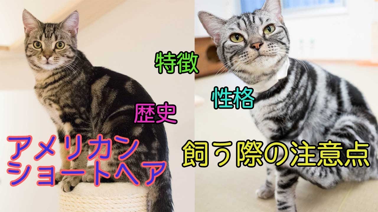 アメリカンショートヘアってどんな猫種？性格、特徴、歴史、注意点解説！