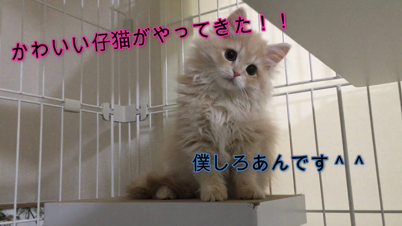 ラガマフィンのしろあんが家にやってきた！