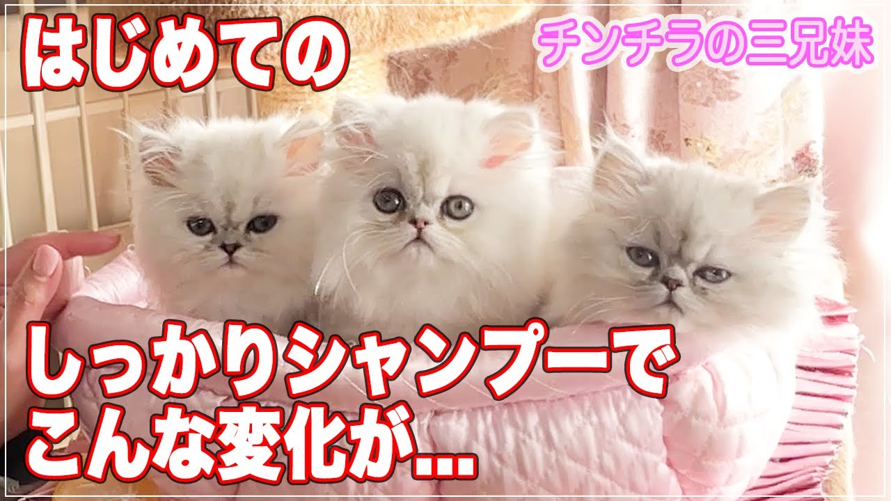 【生後2ヶ月】チンチラペルシャの赤ちゃん初めてのしっかりシャンプーでこんな変化が...