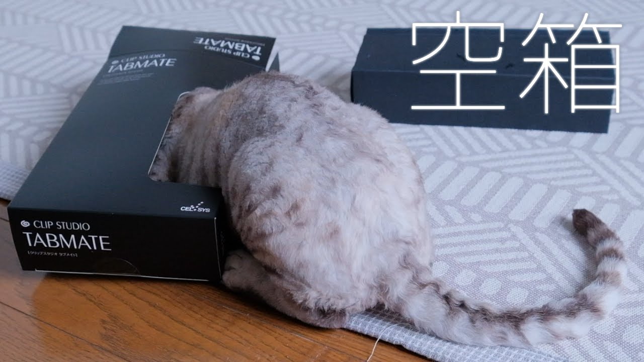 空箱に文句がある子猫／デボンレックス