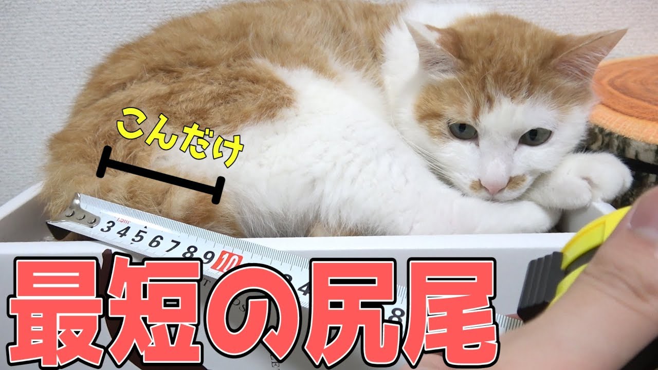 猫たちの尻尾の長さを測定したら驚きの短さだったwww
