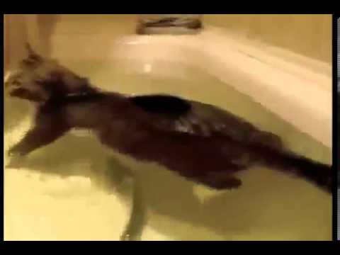 【猫編】犬かきをする子猫