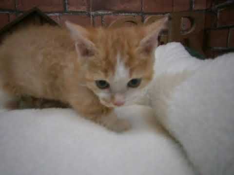 610435 スクーカム