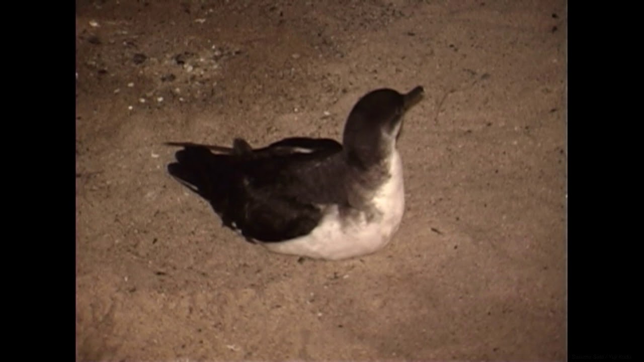 マンクスミズナギドリ（1）迷鳥（御殿場海水浴場・海の家） - Manx Shearwater - Wild Bird - 野鳥 動画図鑑