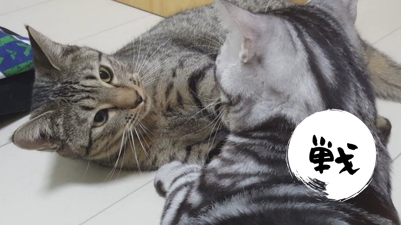 アメショーとオシキャットのゆるく長い戦い