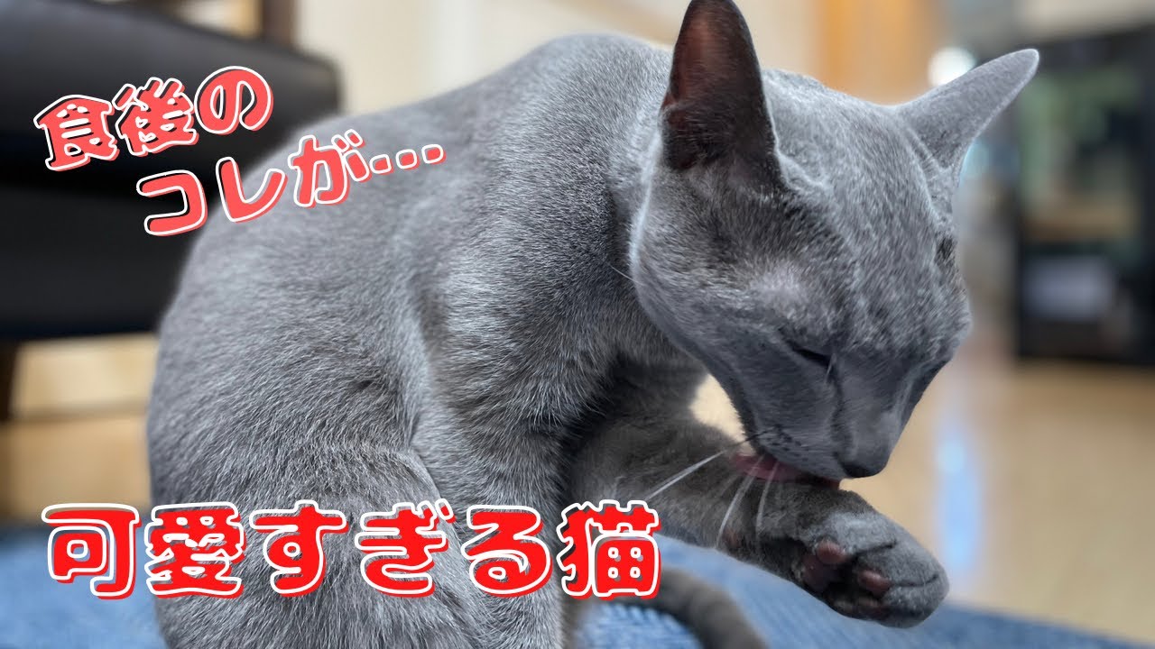 黒毛和牛の牛すじ煮込み与えてみた【ロシアンブルー】