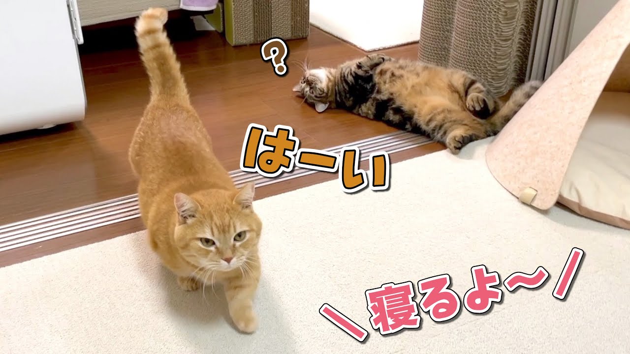 「寝るよ！」と言うとベッドに移動して寝る猫が可愛い！