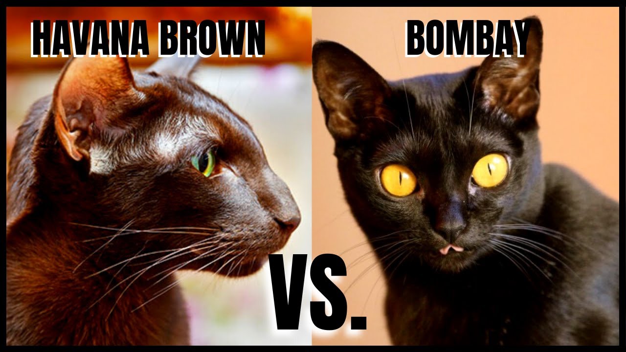 Havana Brown Cat VS. Bombay Cat