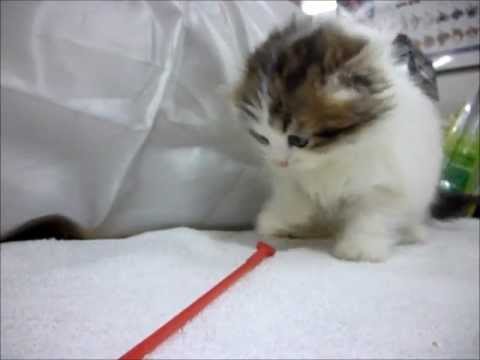 スコティッシュフォールド女の子（ロングヘアー）