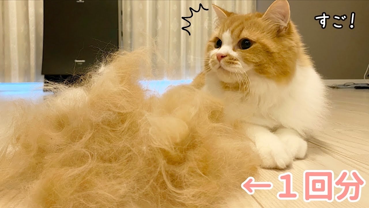 長毛猫は一度のブラッシングでこんなにもモフ毛が取れます！