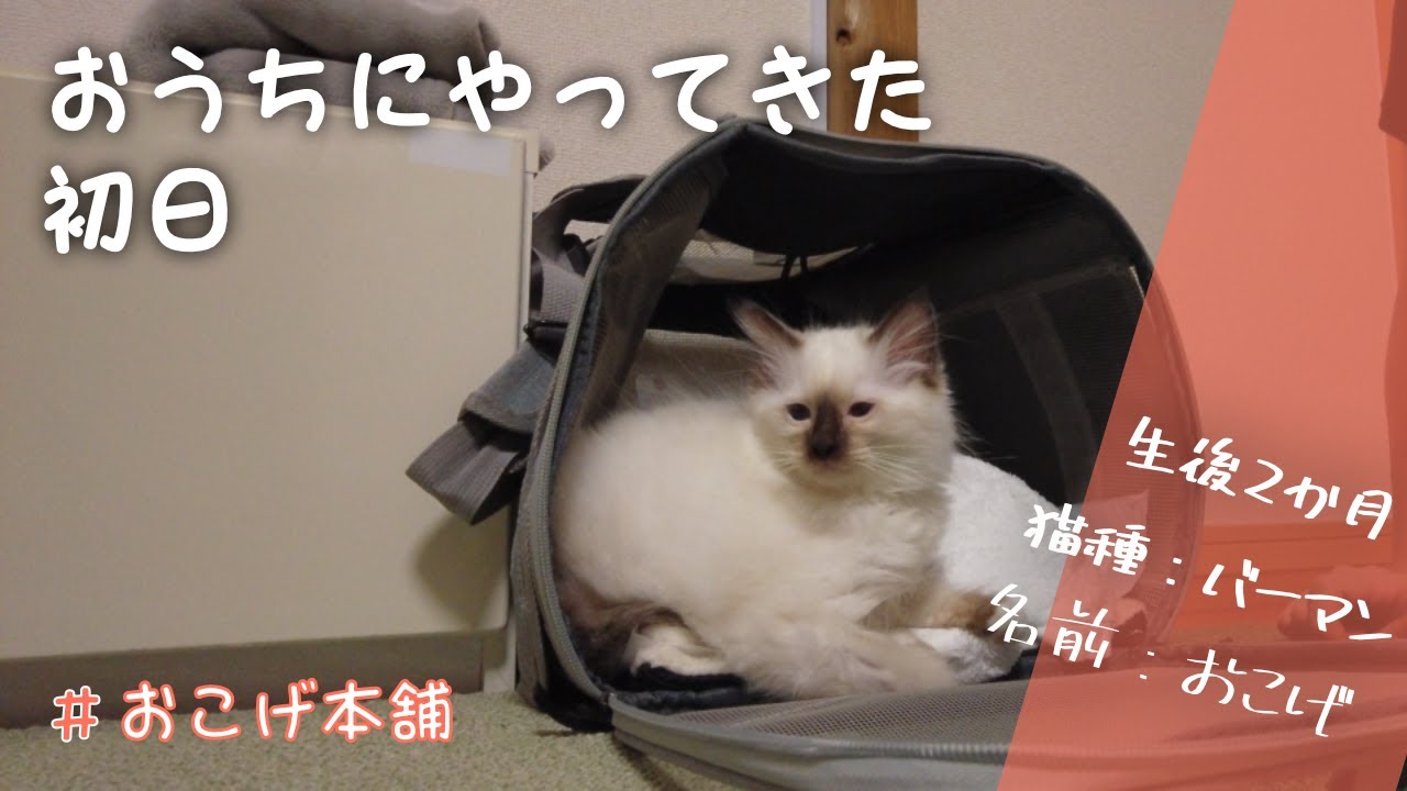 生後2か月バーマンの子猫をお迎えしました【初日】