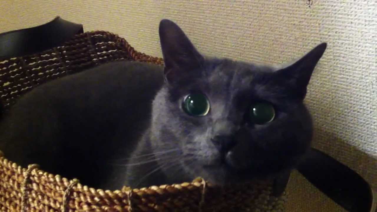 コラット　ニャンコ