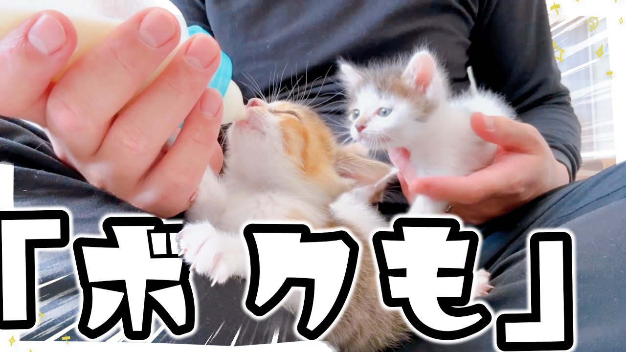 【子猫】「ジュジュジュジュじゅ―」ミルクの音がスゴイ【保護猫生活27日目】