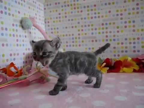 2014/2/25生まれ　マンチカール