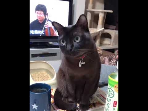 猫のバーミーズ [猫パンチ]強烈な一撃