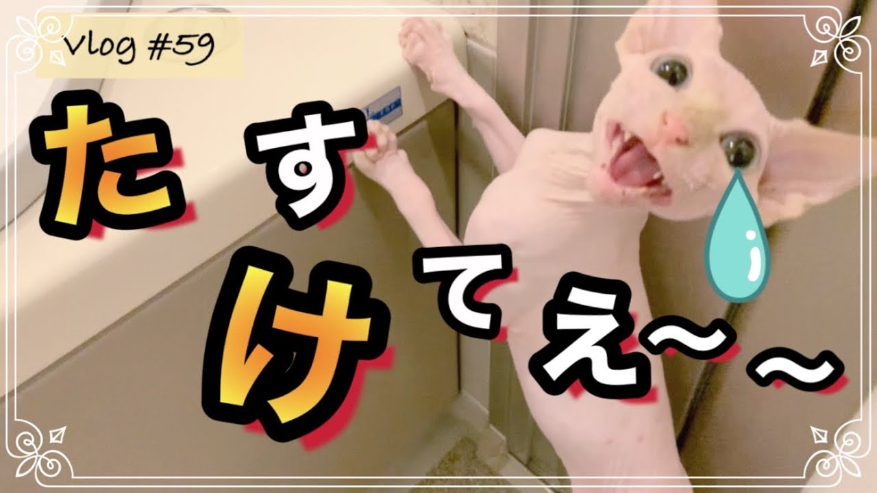 好奇心旺盛なスフィンクス子猫なら、お風呂好きなんじゃないかと期待してた飼い主だが…