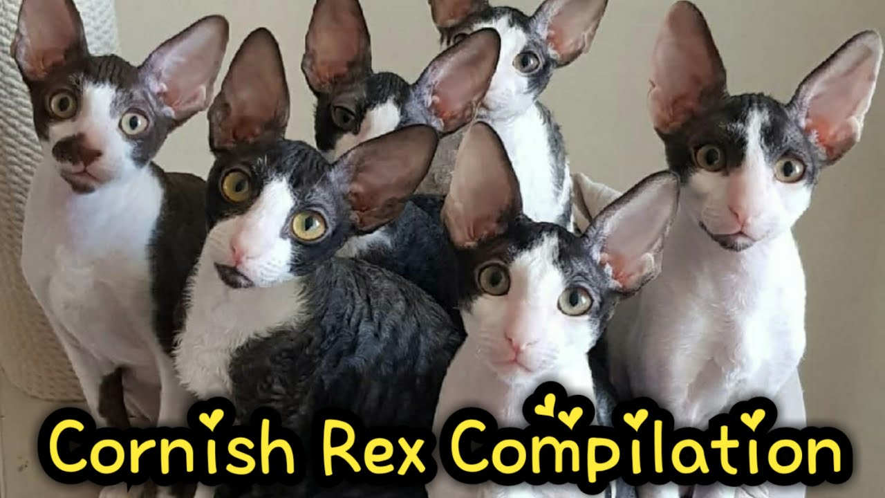 Funny and Cute Cornish Rex Cat Compilation : コーニッシュレックス