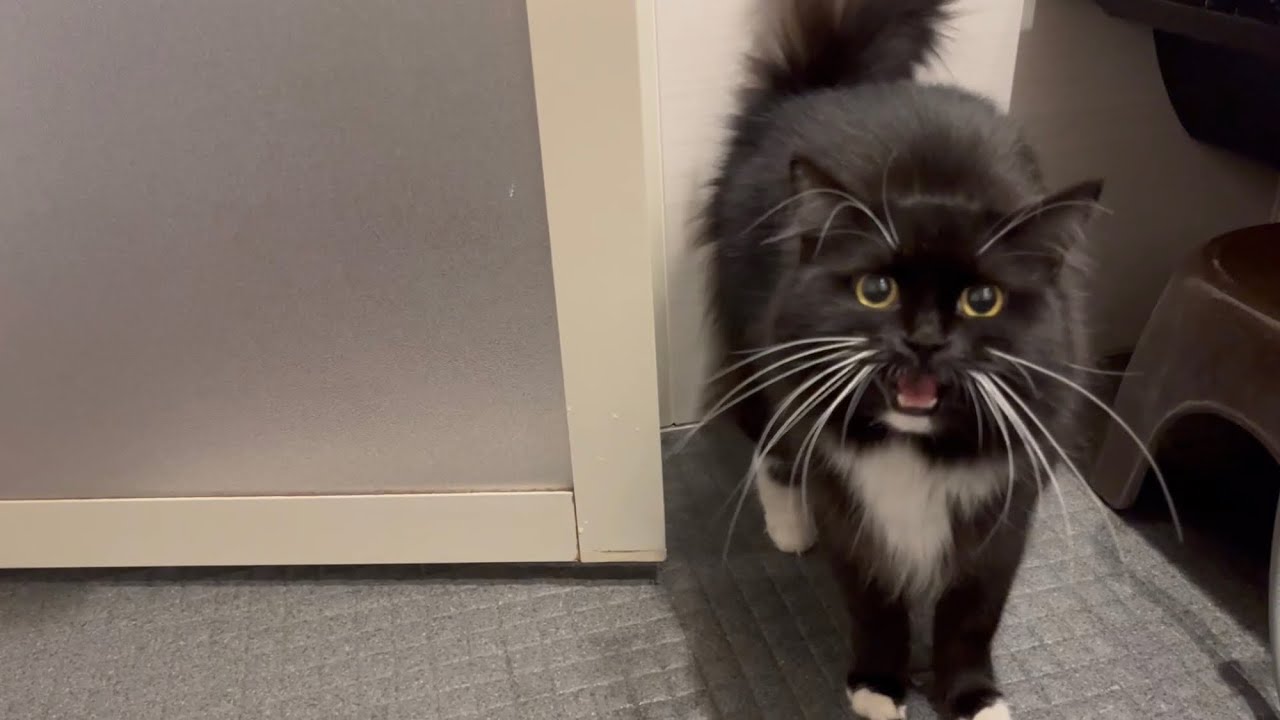 寂しくてお風呂の中まで入ってくる猫　ラガマフィン　A lonely cat that comes into the bath