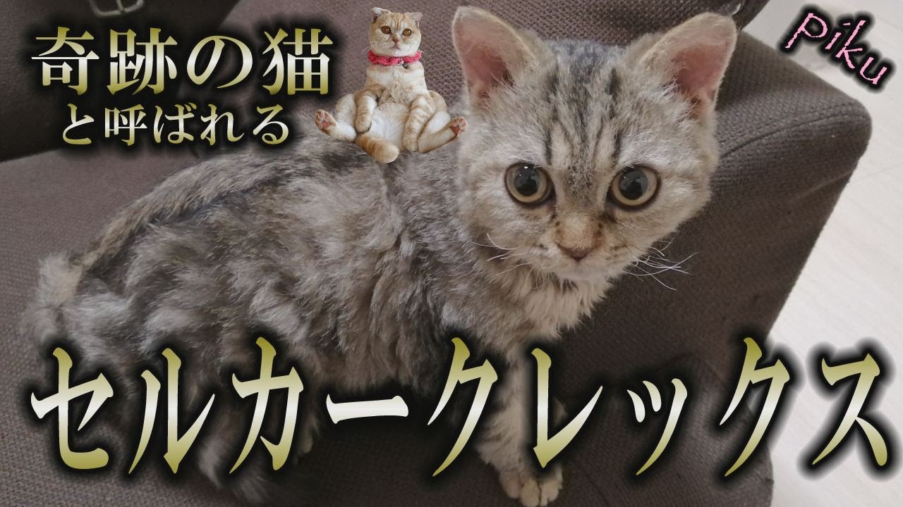 【セルカークレックス】奇跡の猫がやって来た｜前半はスコネコのお知らせです…【スコネコ日記】