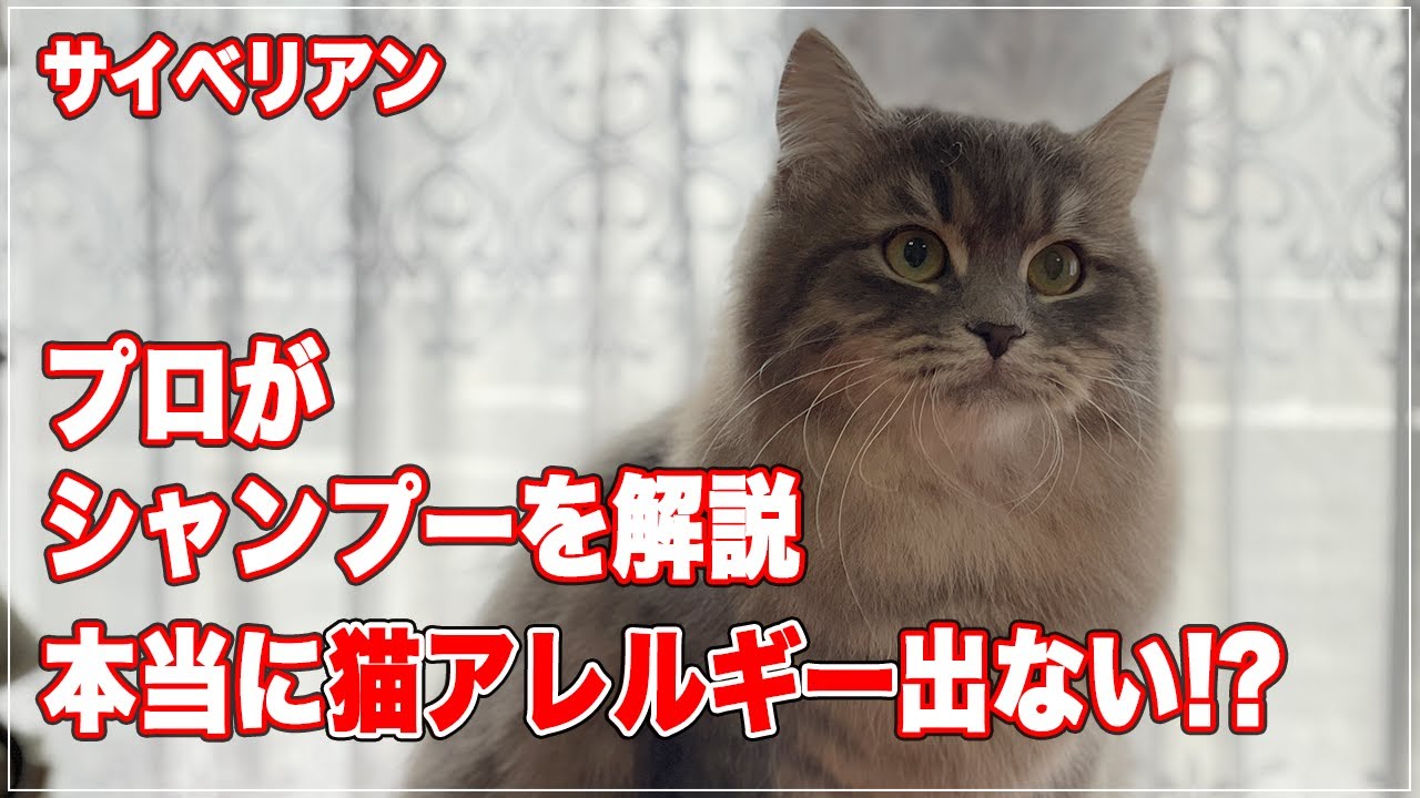 【サイベリアン】のシャンプーをプロが解説、本当に猫アレルギーにならないのか【猫アレルギー】