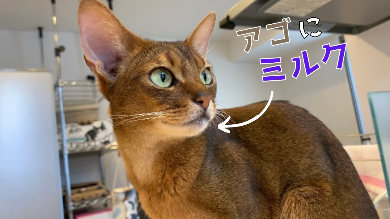 ミルクが好きすぎて鳴いちゃうアビシニアン猫がこちらです