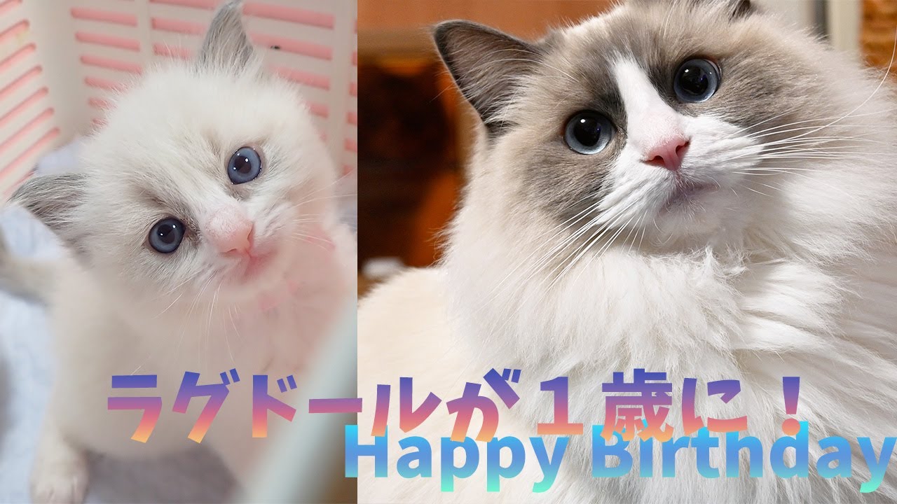 ラグドールが１歳になるまで！！とってもやんちゃな子猫が頼りになる妹猫に♡強くてかわいい女の子に成長してくれました。Naughty ragdoll is a wonderful 1 year old!